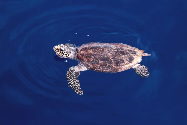 Θαλάσσιας χελώνας — Φωτογραφία Αρχείου