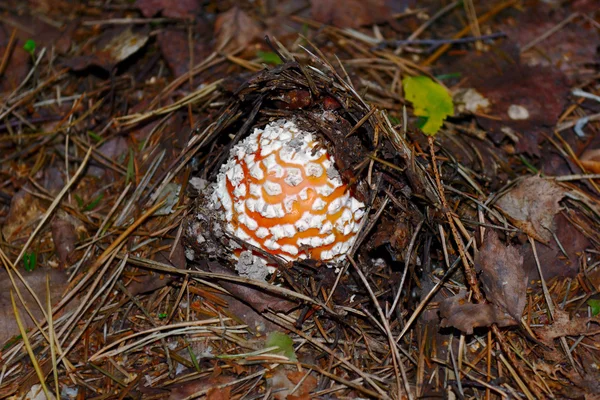 Die kleine rote Fliegenagarie im herbstlichen Wald. — Stockfoto