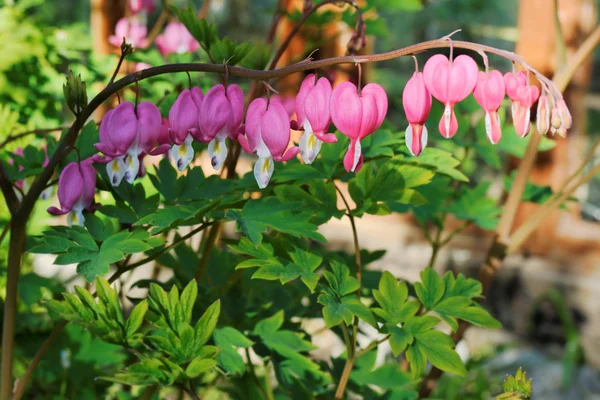 庭のコマクサの花の枝 — ストック写真