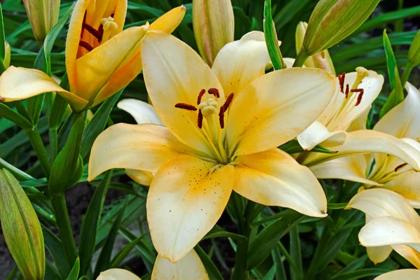 Yellow-white lily flower in summer garden — Stock Photo, Image