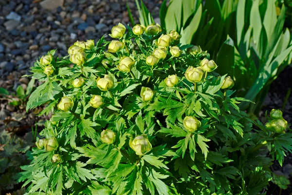 Bush of the globeflower in the spring garden — Stock Photo, Image