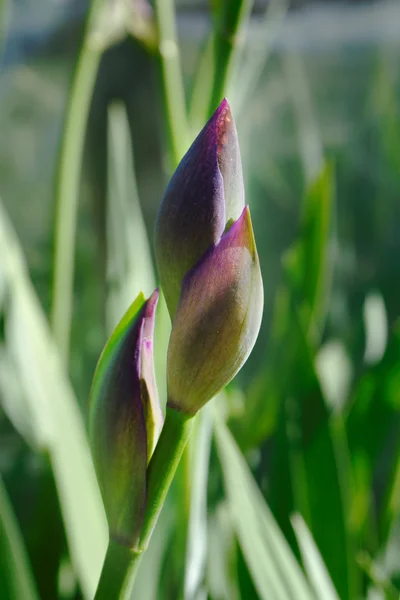 Brotes jóvenes del iris púrpura en verano —  Fotos de Stock