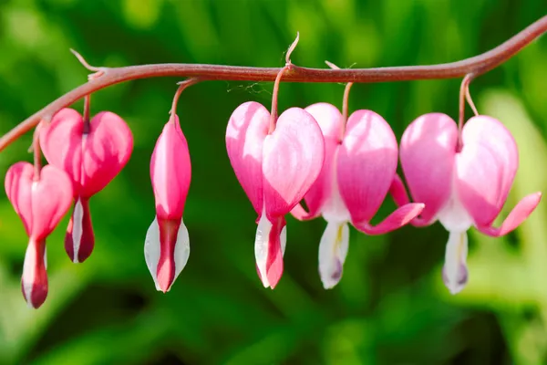 Varias flores de dicentra —  Fotos de Stock