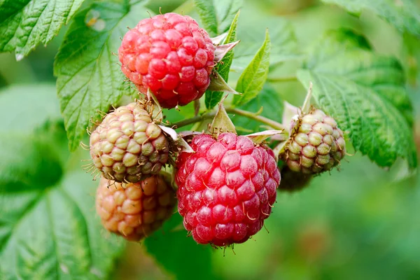 Cinq baies de framboise Images De Stock Libres De Droits