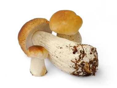 beyaz üzerine üç büyük kahverengi boletuses