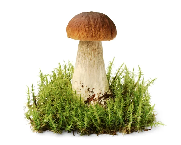 Grote bruine eetbare boletus tussen Grammomys moss Rechtenvrije Stockfoto's