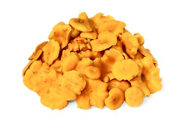 beyaz üzerine çiğ yenilebilir chanterelles yığını