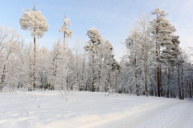 snowdrifts iğne yapraklı orman arasında bir yol