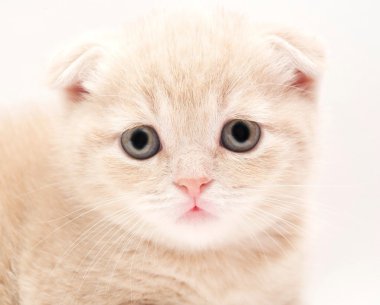 küçük yavru kedi