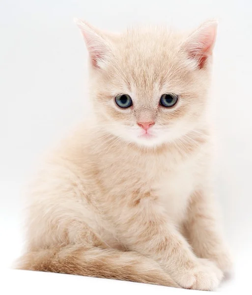 Μικρό γατάκι — Φωτογραφία Αρχείου