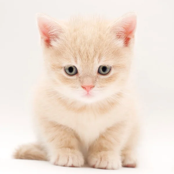 Pequeño gatito — Foto de Stock