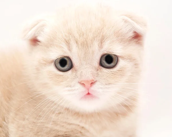 Little kitten — Stock Photo, Image