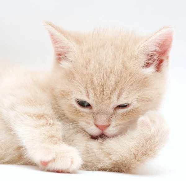 Μικρό γατάκι — Φωτογραφία Αρχείου