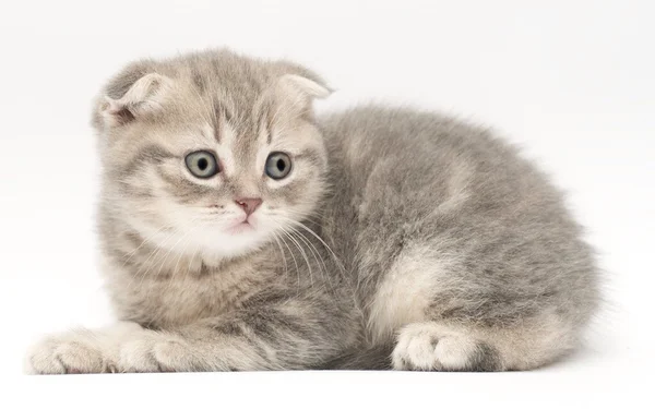 Little kitten — Stock Photo, Image