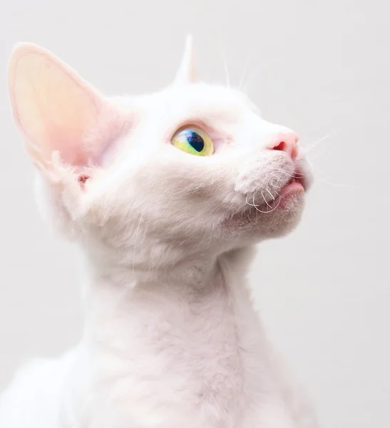 Kedi Devon rex — Stok fotoğraf