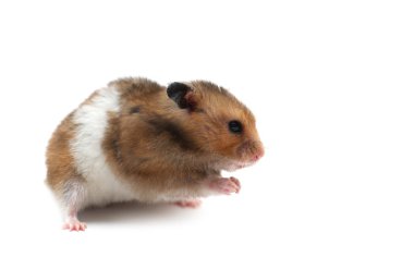 hamster