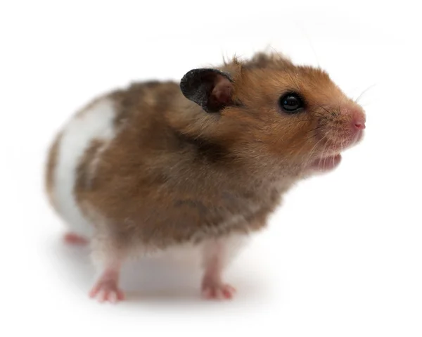 Hamster — Stock Photo, Image