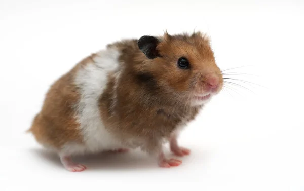 Hamster — Stok fotoğraf