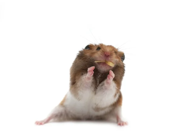 Hamster — Stock Photo, Image