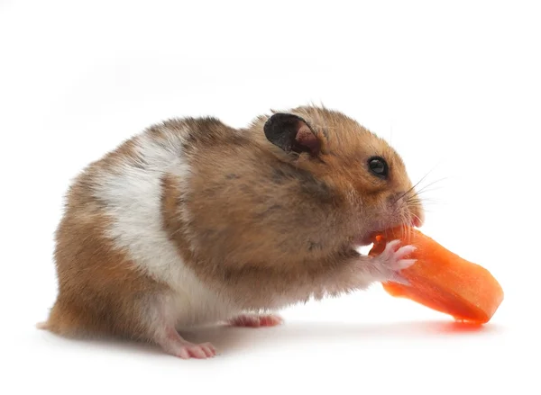 Hamster — Stock Photo, Image