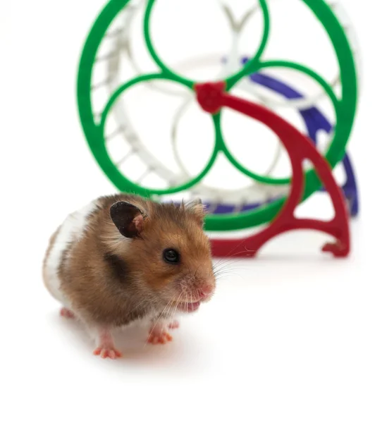 Hamster — Stock Photo, Image