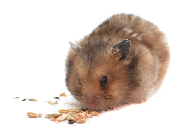 Hamster — Stockfoto