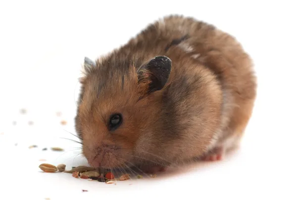 Hamster — Stock Photo, Image