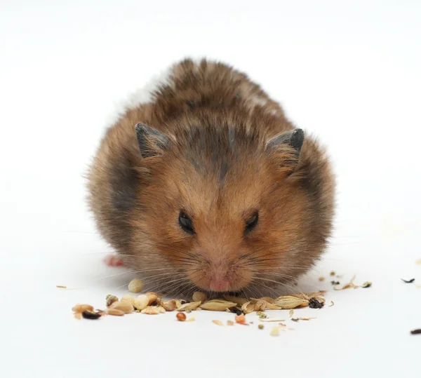 Hamster — Stockfoto