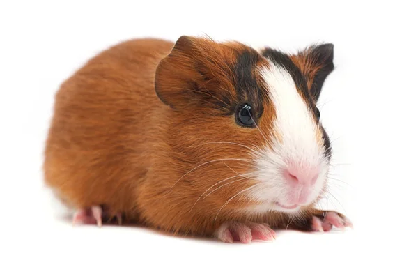 Guinea pig — Stock Photo, Image