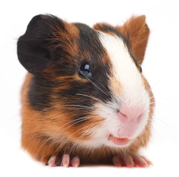 Guinea pig — Stock Photo, Image