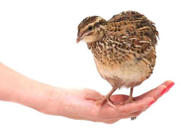 Young quail — Stock Photo, Image