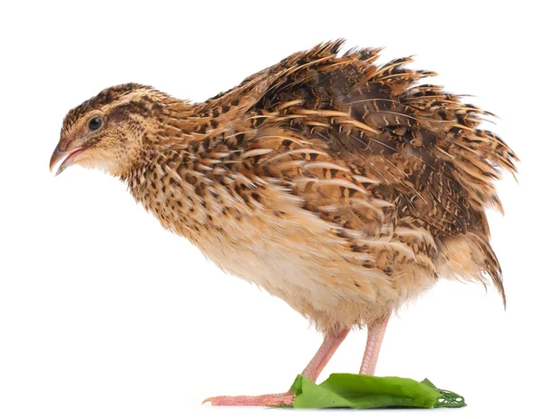 Young quail — Stock Photo, Image