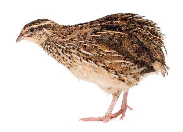 Young quail — Stock Photo, Image