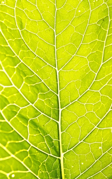 Grönt blad — Stockfoto