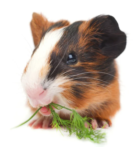 Guinea pig Stock Picture