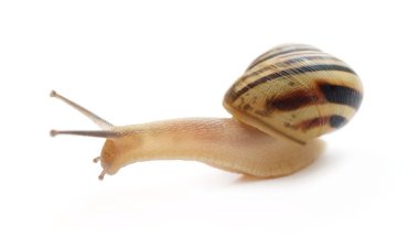Salyangoz