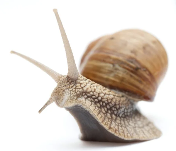 Caracol — Foto de Stock