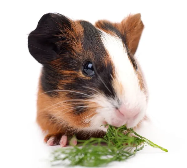 Guinea pig — Stock Photo, Image