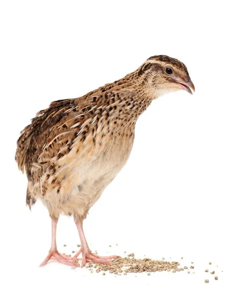 Young quail on white background — 스톡 사진