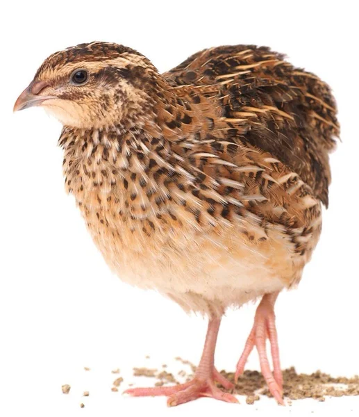 Young quail on white background — Stock Fotó