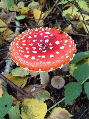 Красивые грибы в лесу