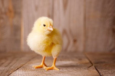 küçük tavuk
