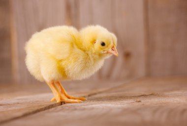 küçük tavuk