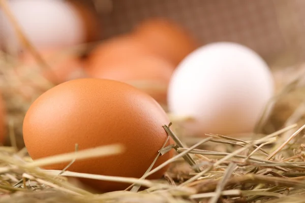 Eco chicken eggs — Stock Photo, Image