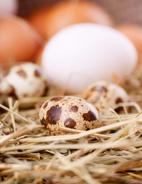 Huevos de pollo ecológico — Foto de Stock