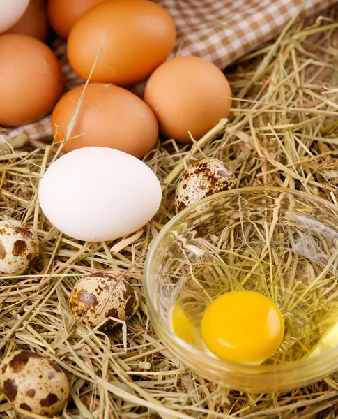 Chicken and quail eggs — Stock Photo, Image