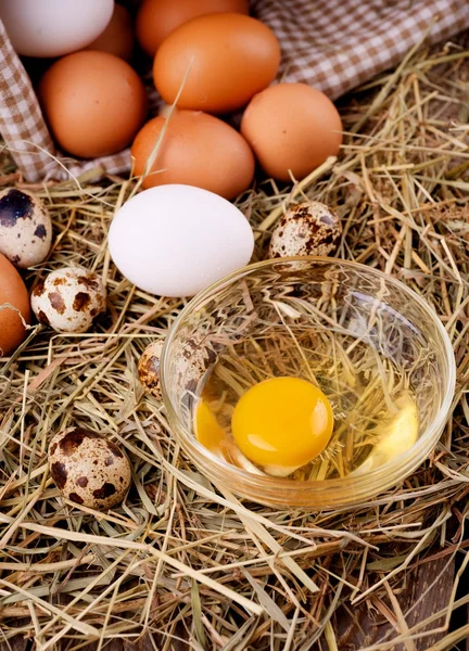 Chicken and quail eggs — Stock Photo, Image