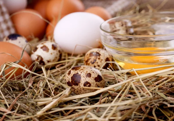 Kurczaka i przepiórcze jaja — Zdjęcie stockowe