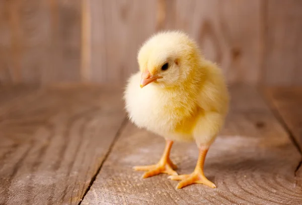 Little chicken — Stock Photo, Image