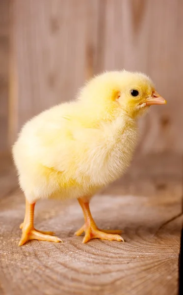 Little chicken — Stock Photo, Image